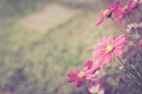 Deep pink cosmos flowers in gardent color tone vintage  style Stock Photos