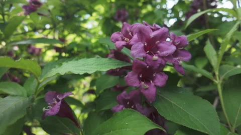 Deep pink flowers of Old Fashioned Weigela (Weigela florida) trembling in wind, Stock Footage 329199070