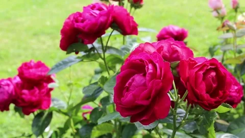 Deep pink garden rose blooming in summer garden, macro close up in natural light Stock Footage 313503513