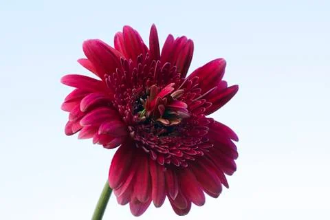 Deep pink gerber close up Stock Photos