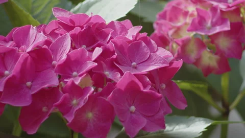 Deep pink inflorescence of Hydrangea macrophylla 4K video Stock Footage 252155118
