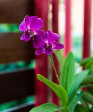 Deep pink orchids Stock Photos