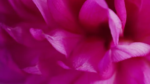 Deep pink petals close-up Stock Footage 132338648