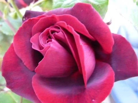 Deep pink Stock Photos