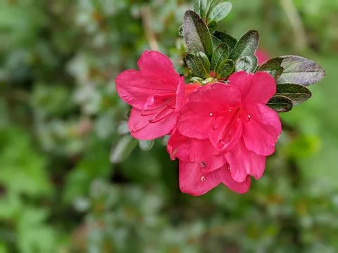 Deep Pink Stock Photos