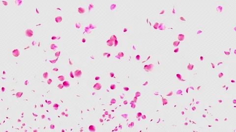 Deep Pink Plum Blossom and Ume Petals Rising Across Bottom, Alpha Stock Footage 337991789