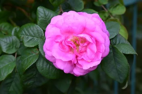 A deep pink rose in full bloom. Deep Pink Rose in Bloom Stock Photos