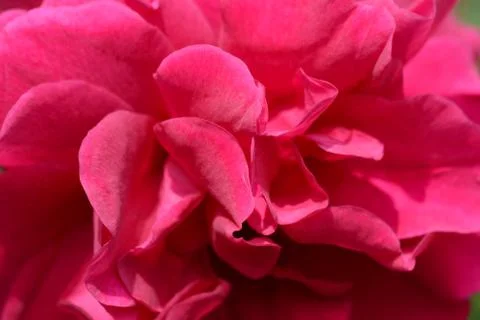 Deep pink rose Foto stock
