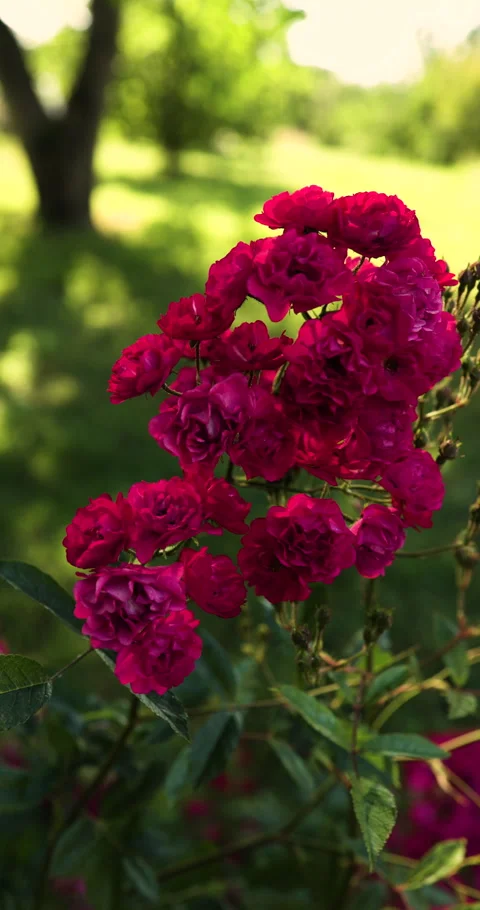 Deep pink roses on light wind with sunshine spots on flower Stock Footage 252642971