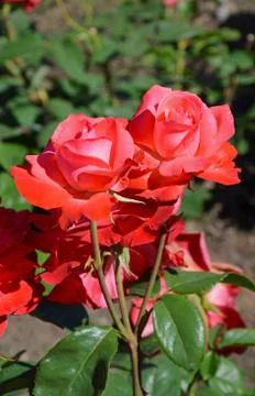 Deep pink roses Stock Photos