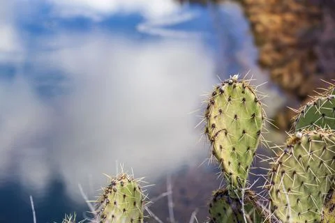 Deep in the Pricks. Stock Photos