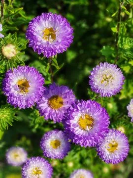 Deep purple asters with white centers blooming close up Stock Photos