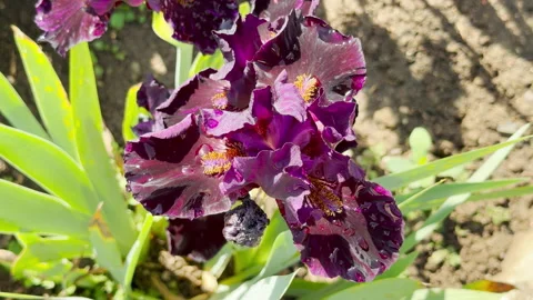 A Deep Purple Bearded Iris Captures Shimmering Raindrops in a Sunny City Park Stock Footage 335598259