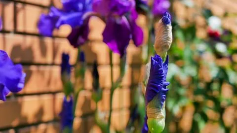 Deep purple bearded iris (Iris germanica) blooming in a garden against a warm br Stock Photos
