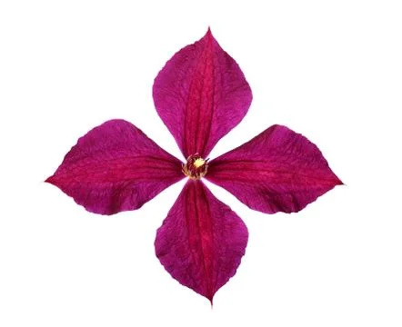 Deep purple clematis Stock Photos
