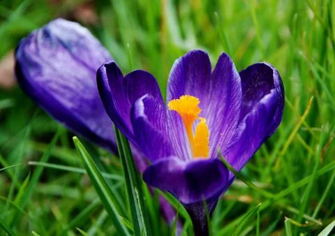 Deep purple crocus bloom in the grass Stock Photos