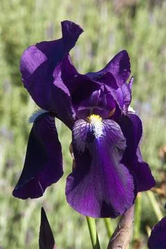 Deep purple flower of a bearded iris Stock Photos