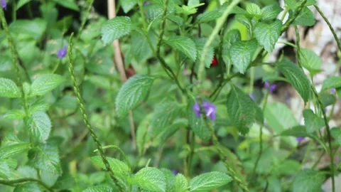 Deep purple flowers blowing in the wind Stock Footage 229600226