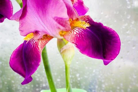 Deep purple iris flower Foto stock