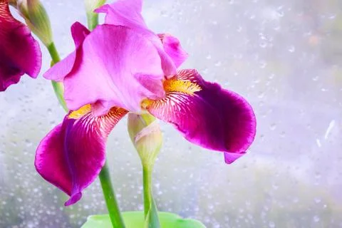 Deep purple iris flower Foto stock