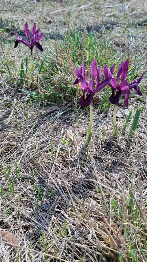 Deep purple iris pumila flowers bloom among dry grass in a sunny field duri.. Stock Footage 336912201