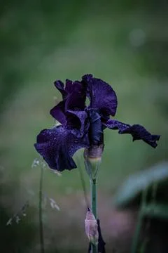 Deep purple iris with rain drops close up Stock Photos