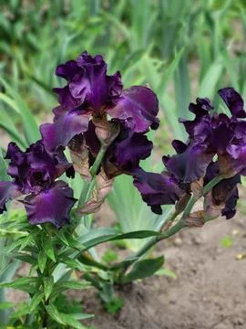 Deep purple iris in a spring garden, velvety beauty of nature Stock Photos