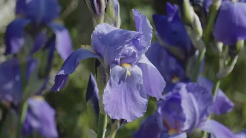 Deep purple Iris x Germanica petals 4K footage Stock Footage 244173754