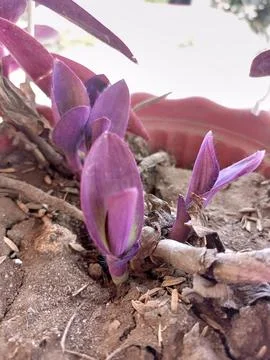 Deep purple leaf plant Stock Photos