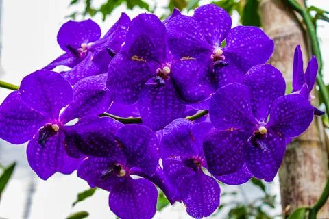 Deep purple Orchids close up Stock Photos