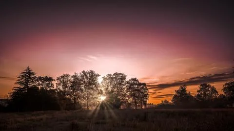 A deep purple sunrise between the trees in the morning Foto stock