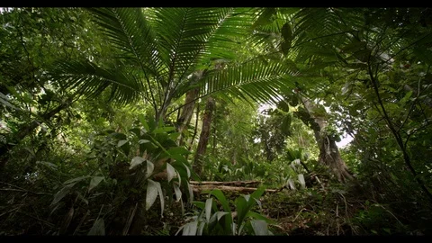 Deep in the Rainforest of Trinidad Stock Footage 92568875