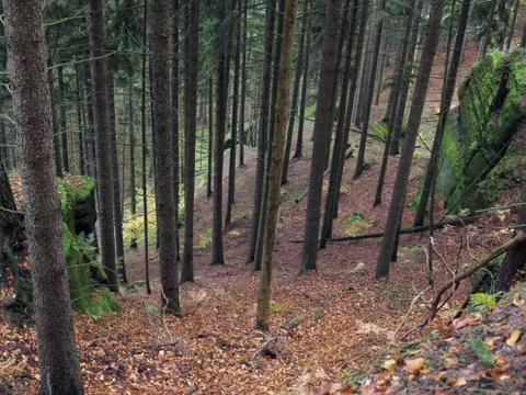 Deep ravine in the forest Stock Photos