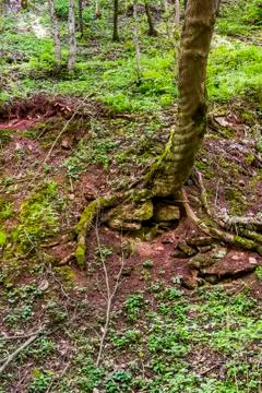 Deep ravine in the forest Stock Photos