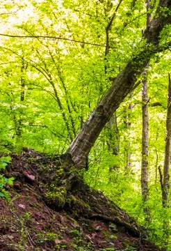 Deep ravine in the forest Stock Photos