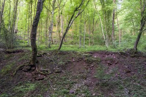 Deep ravine in the forest Stock Photos