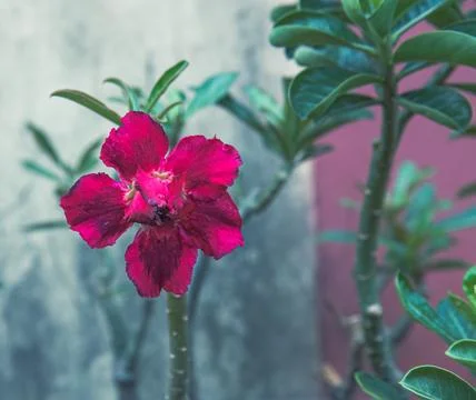 Deep red adenium flower, dramatic macro for branding. Stock Photos