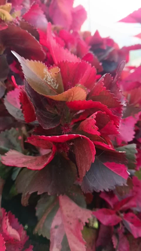 Deep red and orange ornamental leaves, Tropical garden foliage texture Stock Footage 328968010