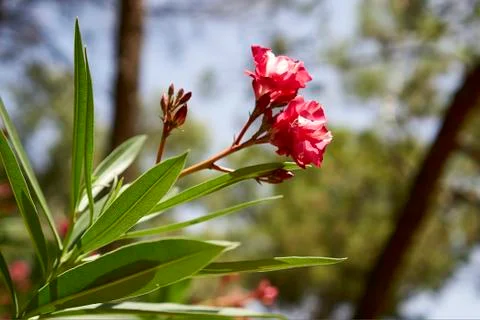 Deep Red blooming flower in broad sunlight Stock Photos