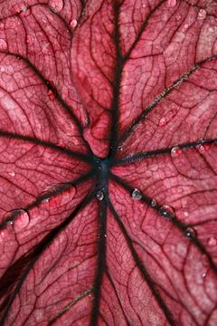 The deep red Caladium leaf feature prominent vein structures and water drople Stock Photos