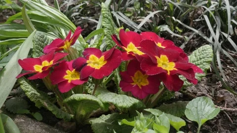 Deep red color primrose Primula acaulis flower 4K footage Stock Footage 89287850