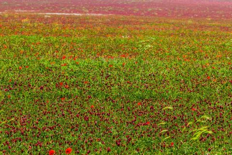 Deep red field Stock Photos