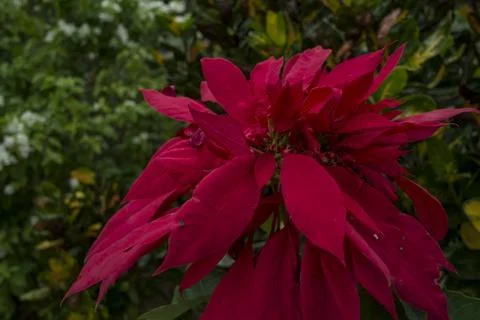Deep Red Flower in Cuba Stock Photos
