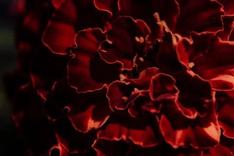 Deep red flower petals in dramatic macro closeup showing velvety ruffled texture Stock Photos
