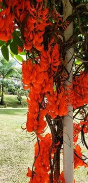 Deep red flowers in long clusters Stock Photos