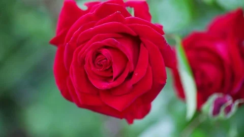 Deep red garden rose Stock Footage 74901587