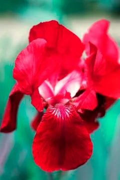 The deep red iris shot close-up on a blurry green background Stock Photos