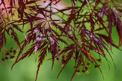 Deep red laceleaf Japanese maple leaves with a soft green bokeh background Stock Photos