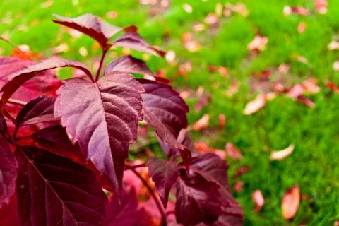 Deep red leaves on the grass background Stock Photos