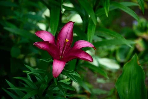 Deep Red Lily Top View Closeup with Green Leafy Background in Summer Garden Stock Photos